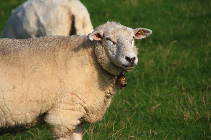 Nordfriesland Schaf mit Glocke