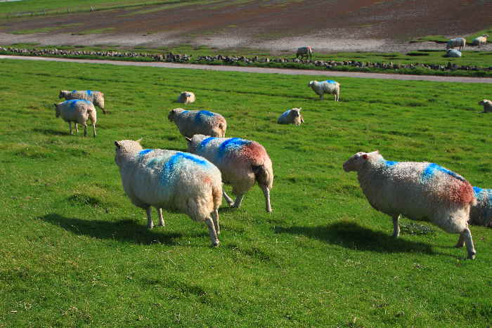 Nordfriesland Schafe